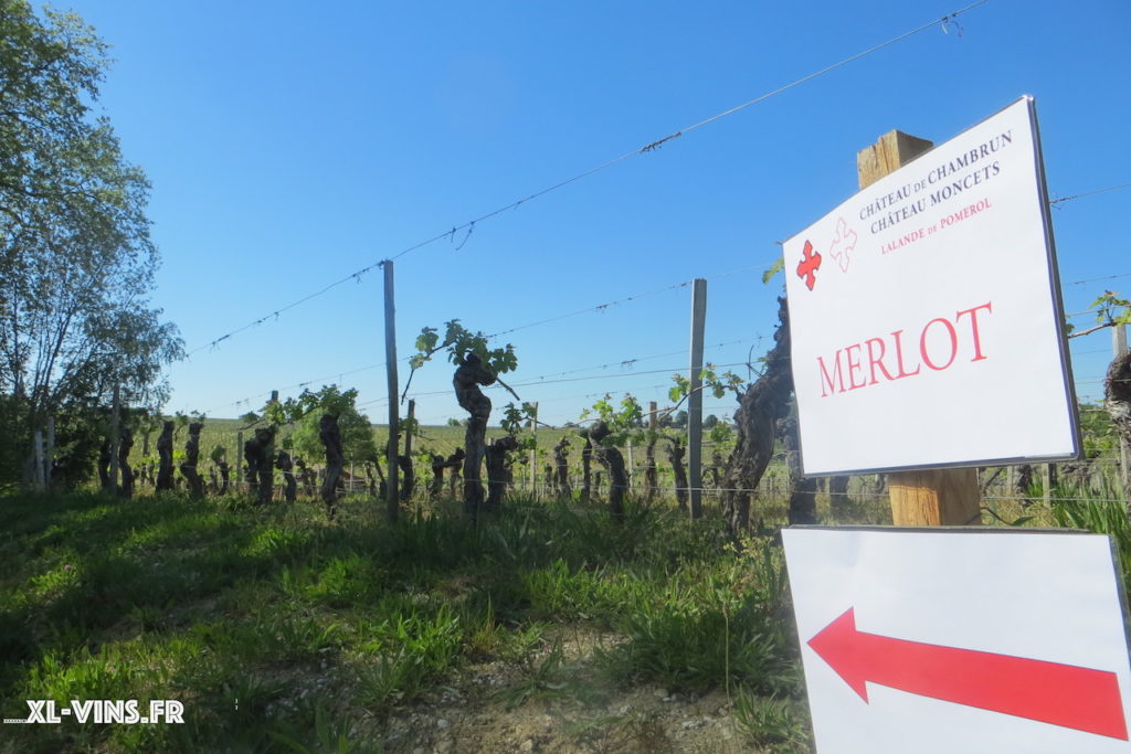 Les vignes de Château Moncets