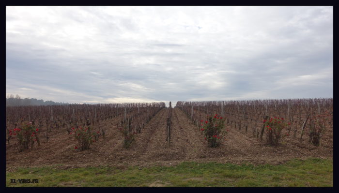 Château de Fargues. Appellation Sauternes