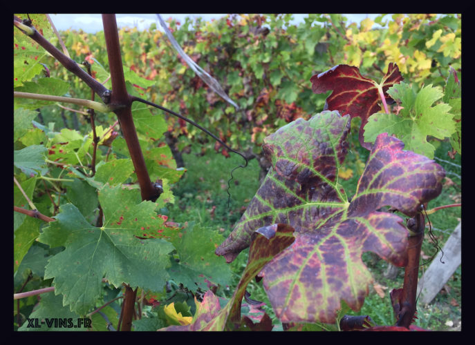 Appellation Fronsac