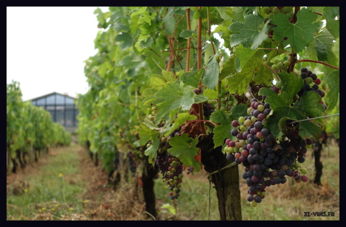 Château Haut-Veyrac. Appellation Saint-Emilion