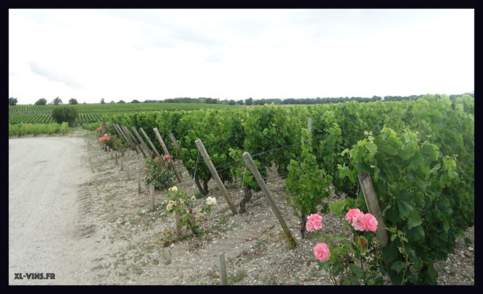 Château Meyney. Appellation Saint-Estephe