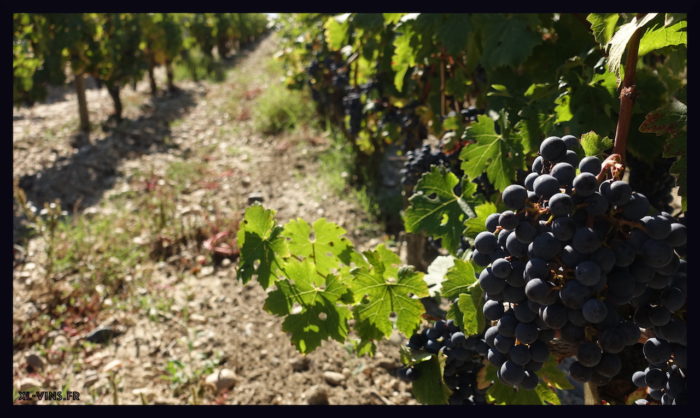 Château Meyney. Appellation Saint-Estèphe