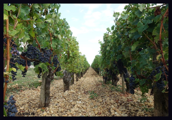 Château Tronquoy-Lalande. Appellation Saint-Estèphe