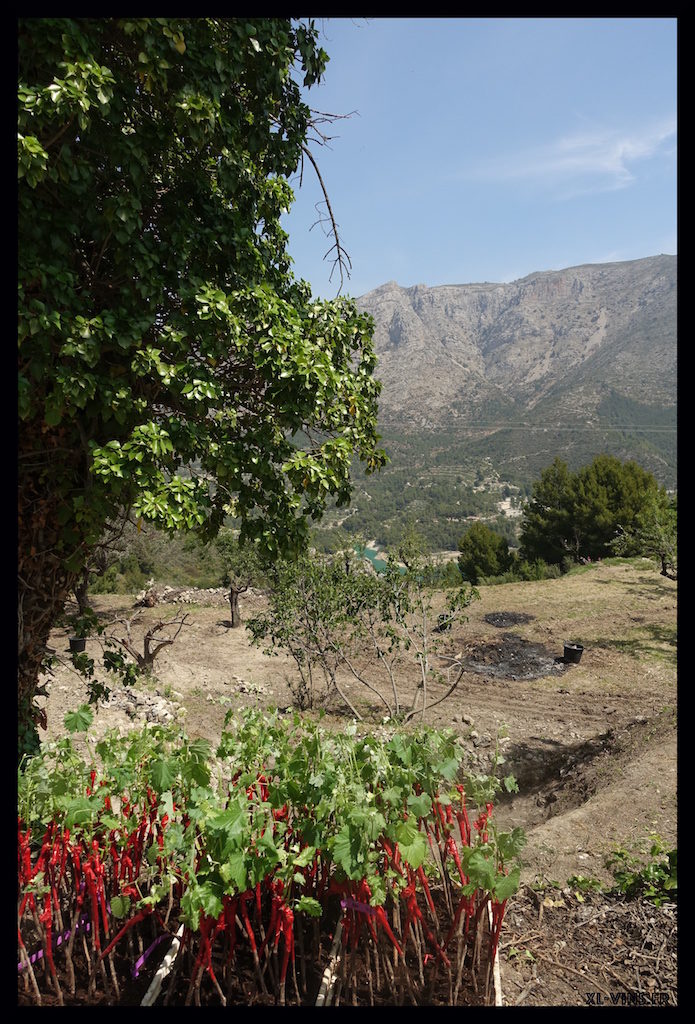 Grapes and Guadalest