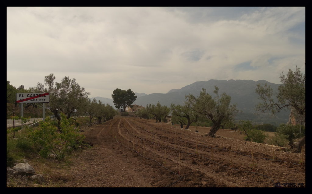 Grapes view. Mas de la Mona