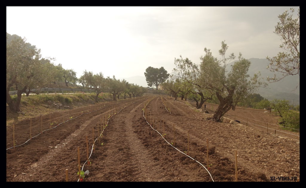 Mysterious atmosphere at Mas de la Mona