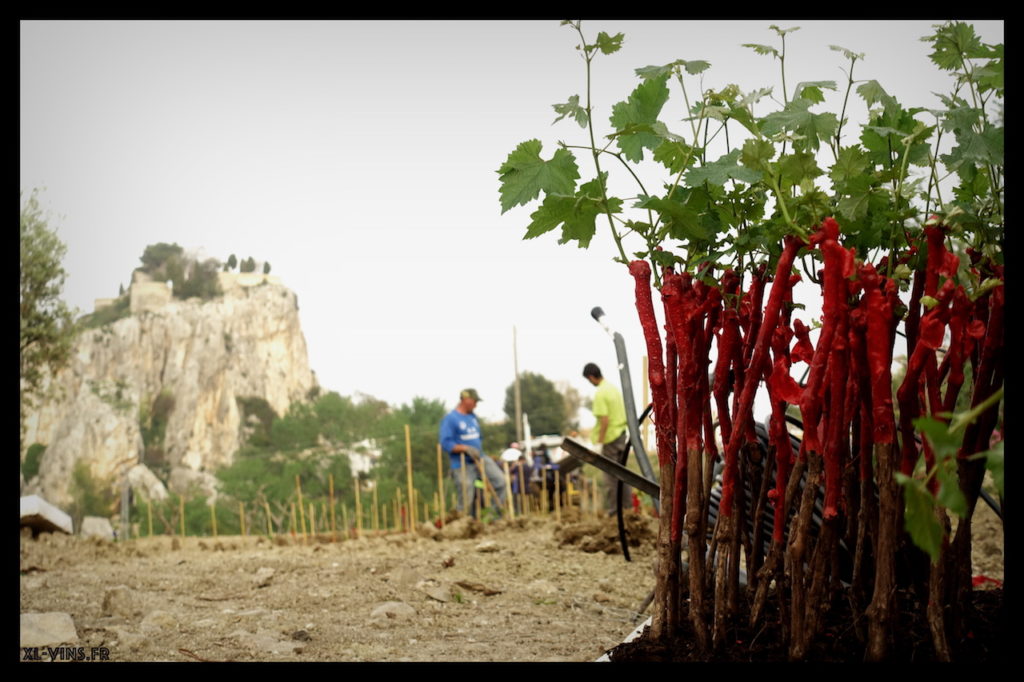 Grapes on Mas de la Mona