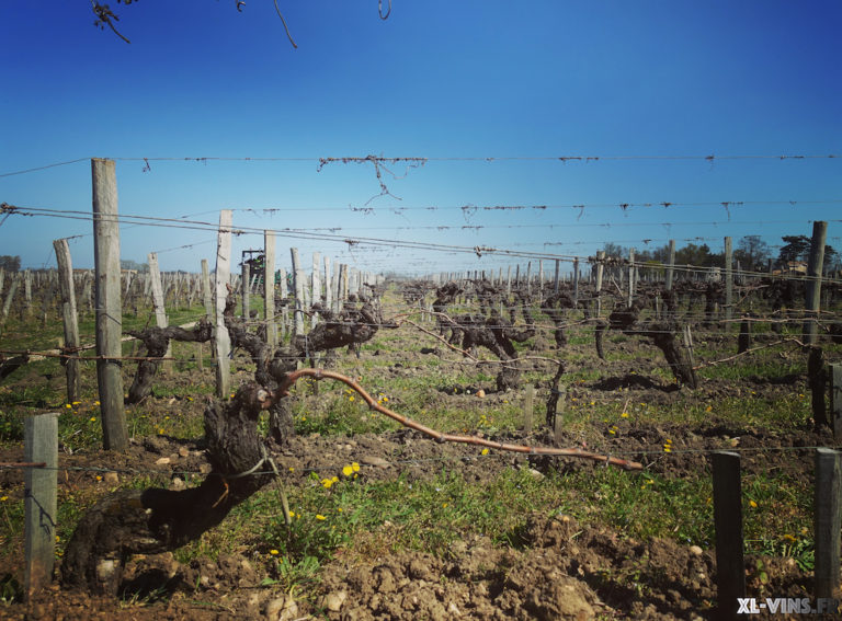 Vignes Jean faure Saint-Emilion 2019