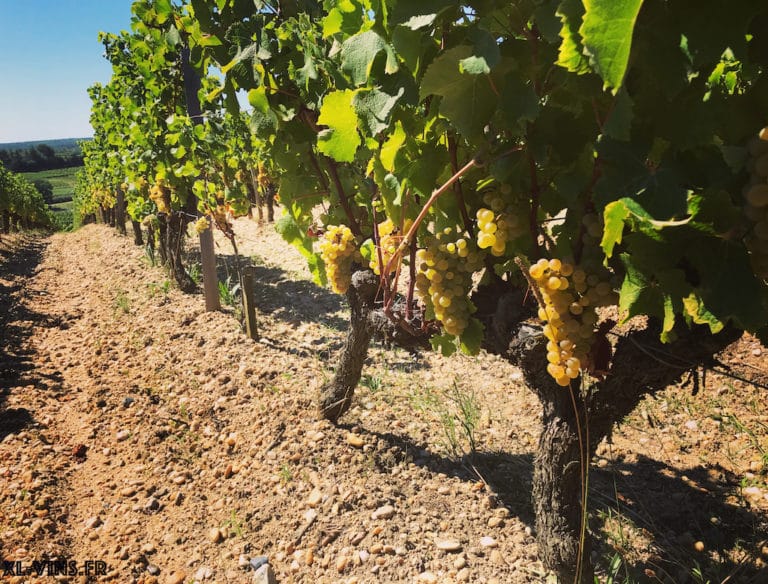 Château de Rayne-Vigneau 2019, Sauternes