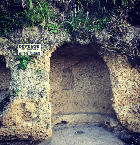 huitres fossiles st croix du mont