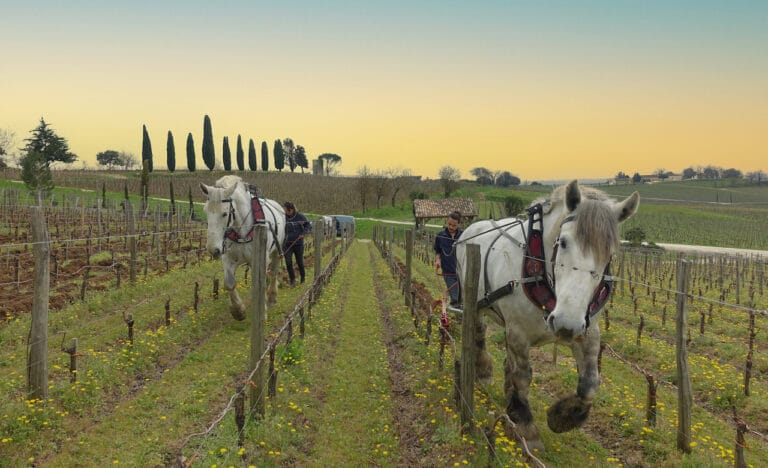 Cheval des vignes